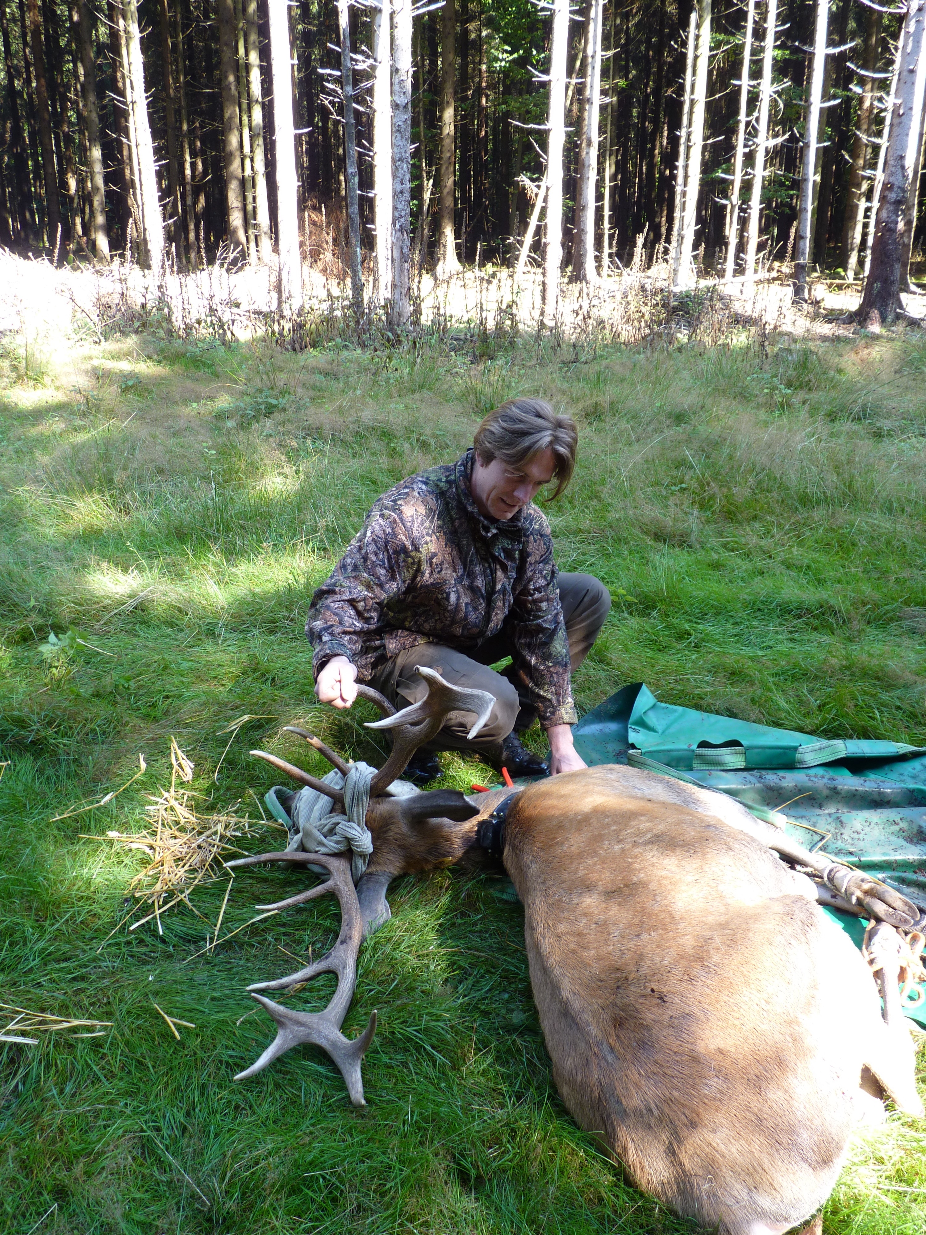 Hirsch in Narkose 2