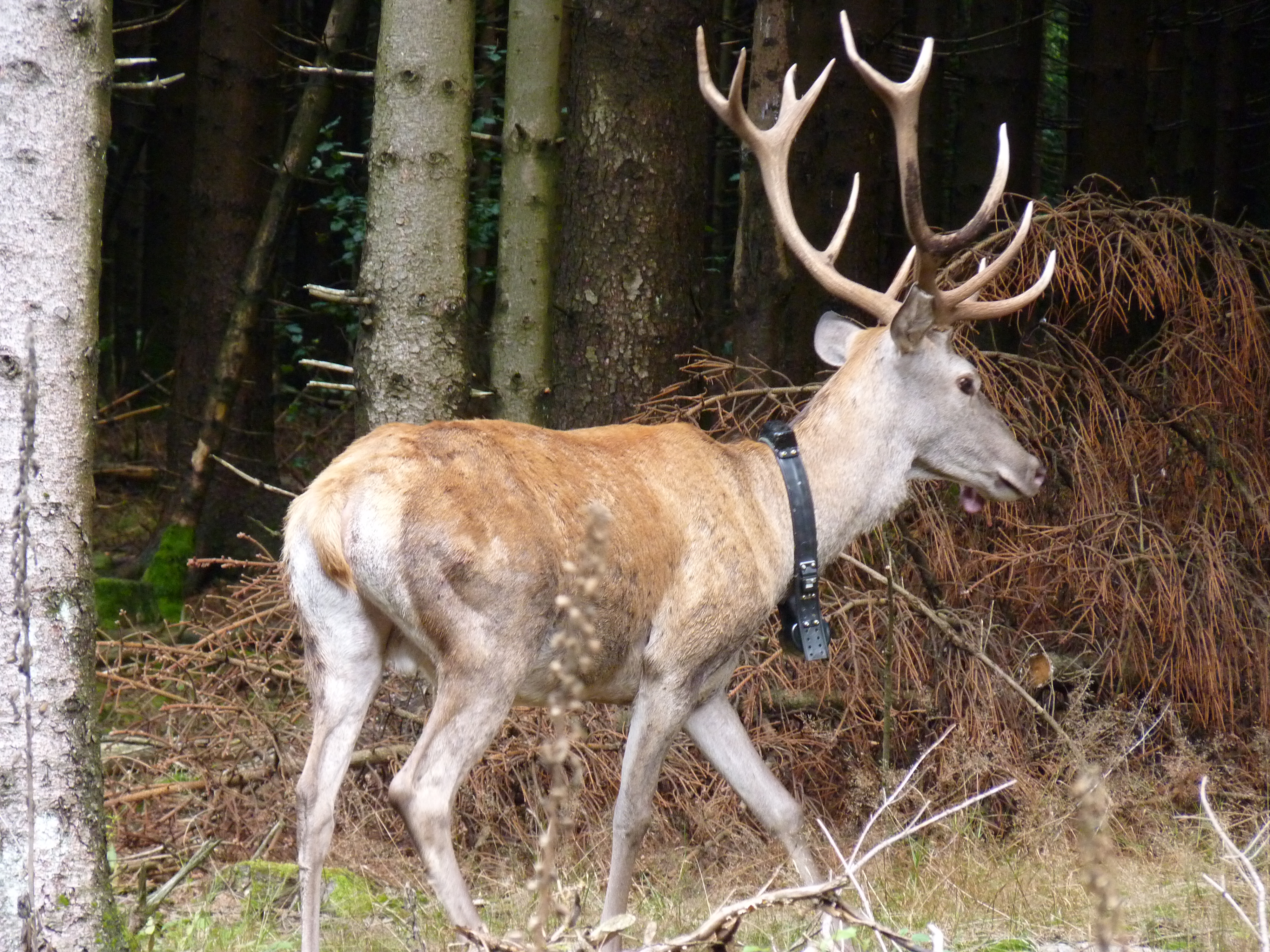 Hirsch mit Sender