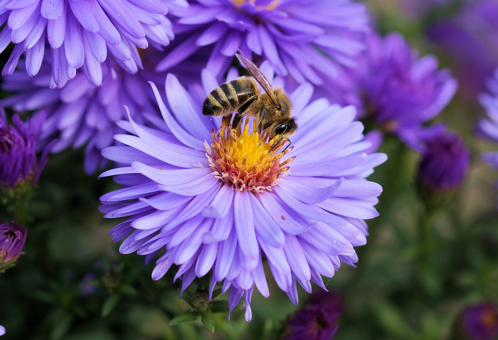 bee-191629_1920