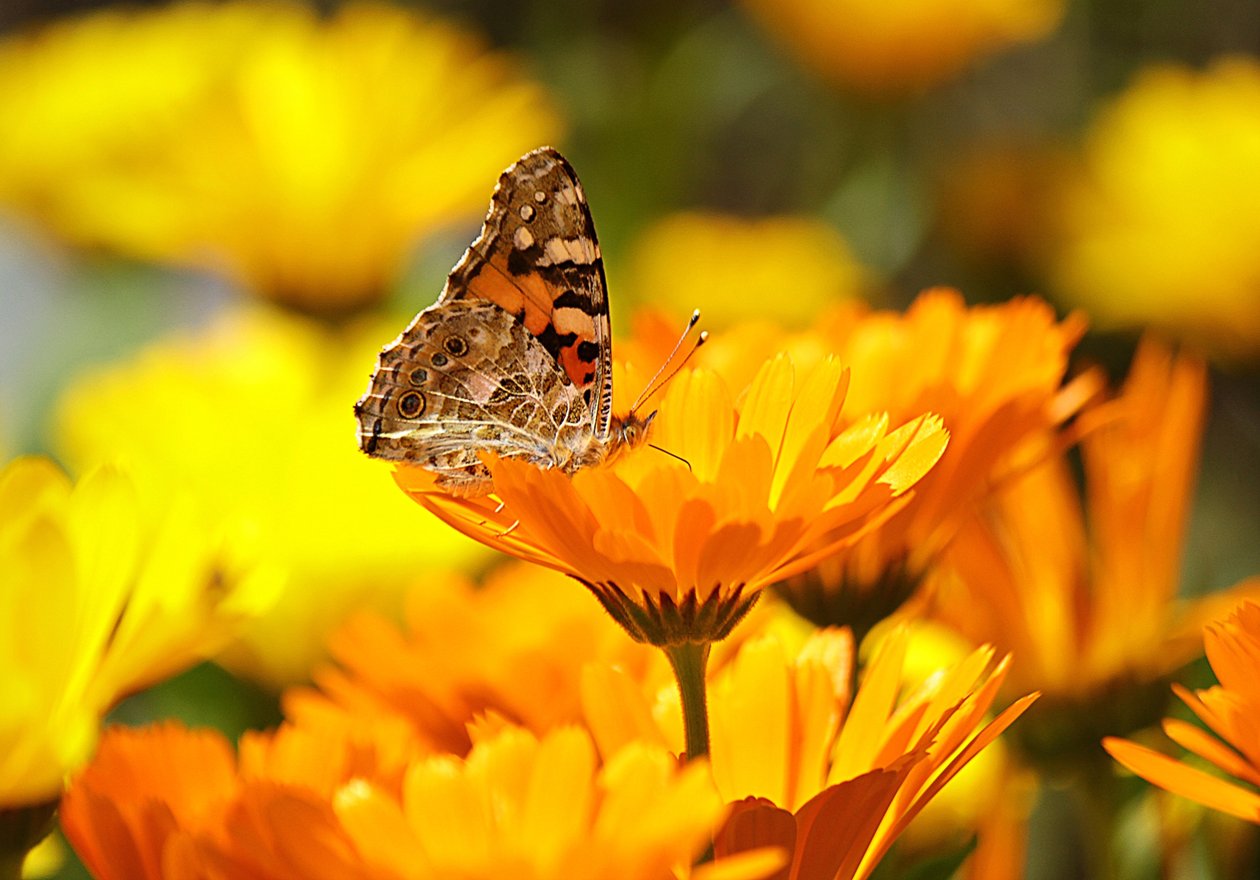 butterfly-196745