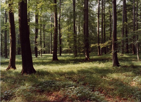 Plenterwald