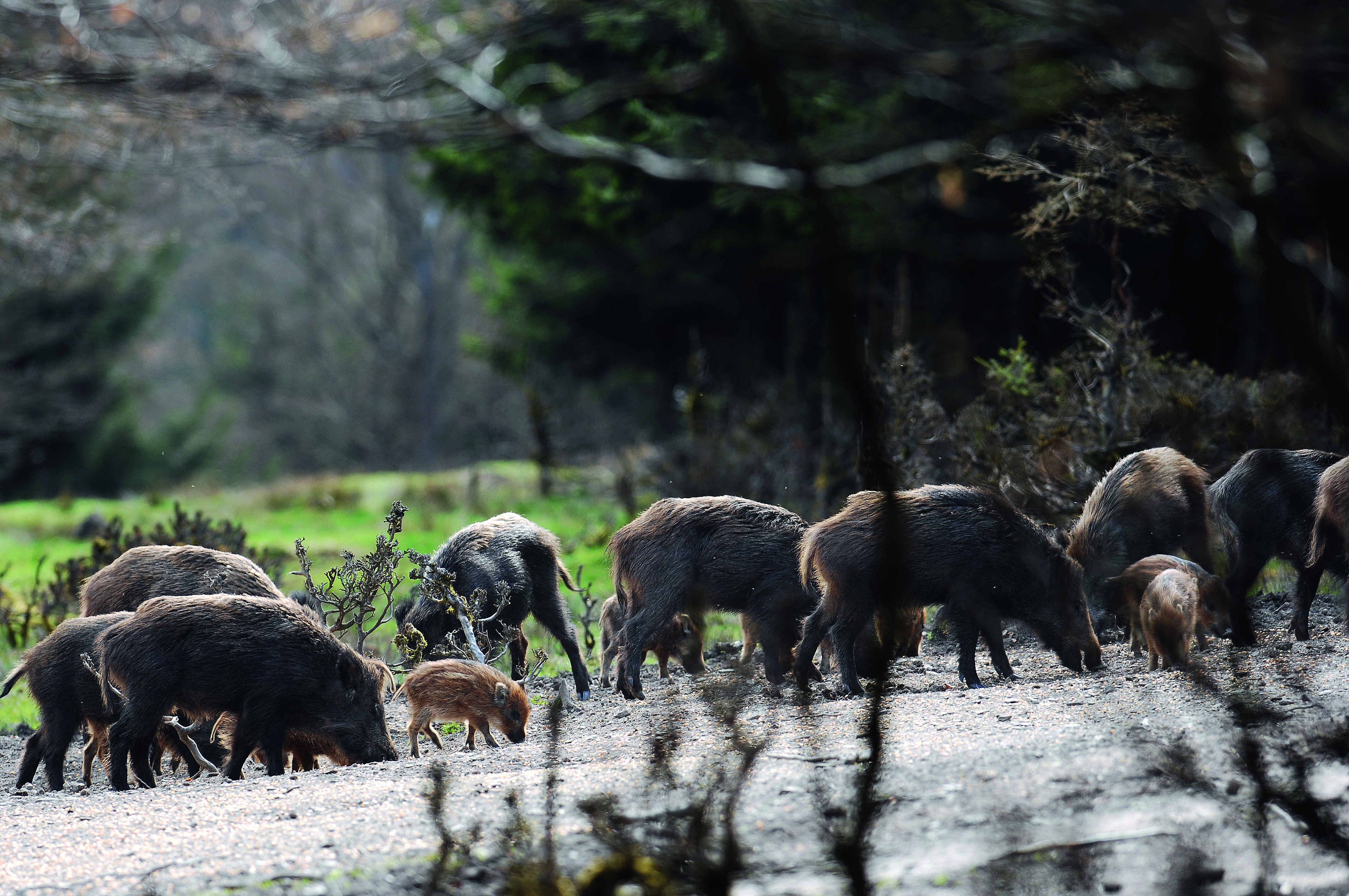 Rotte Sauen an Kirrung