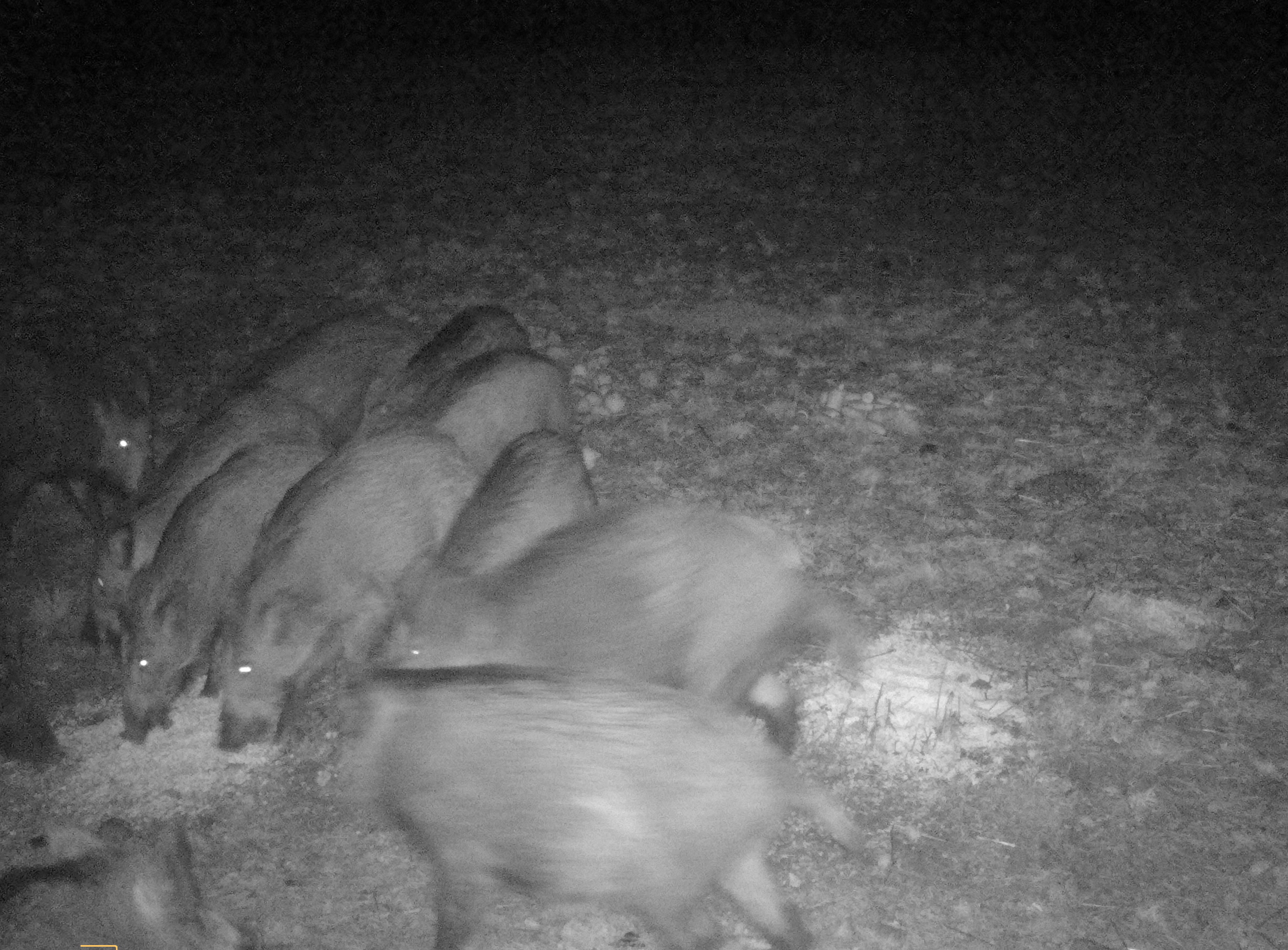SEISSIGER Wildkamera