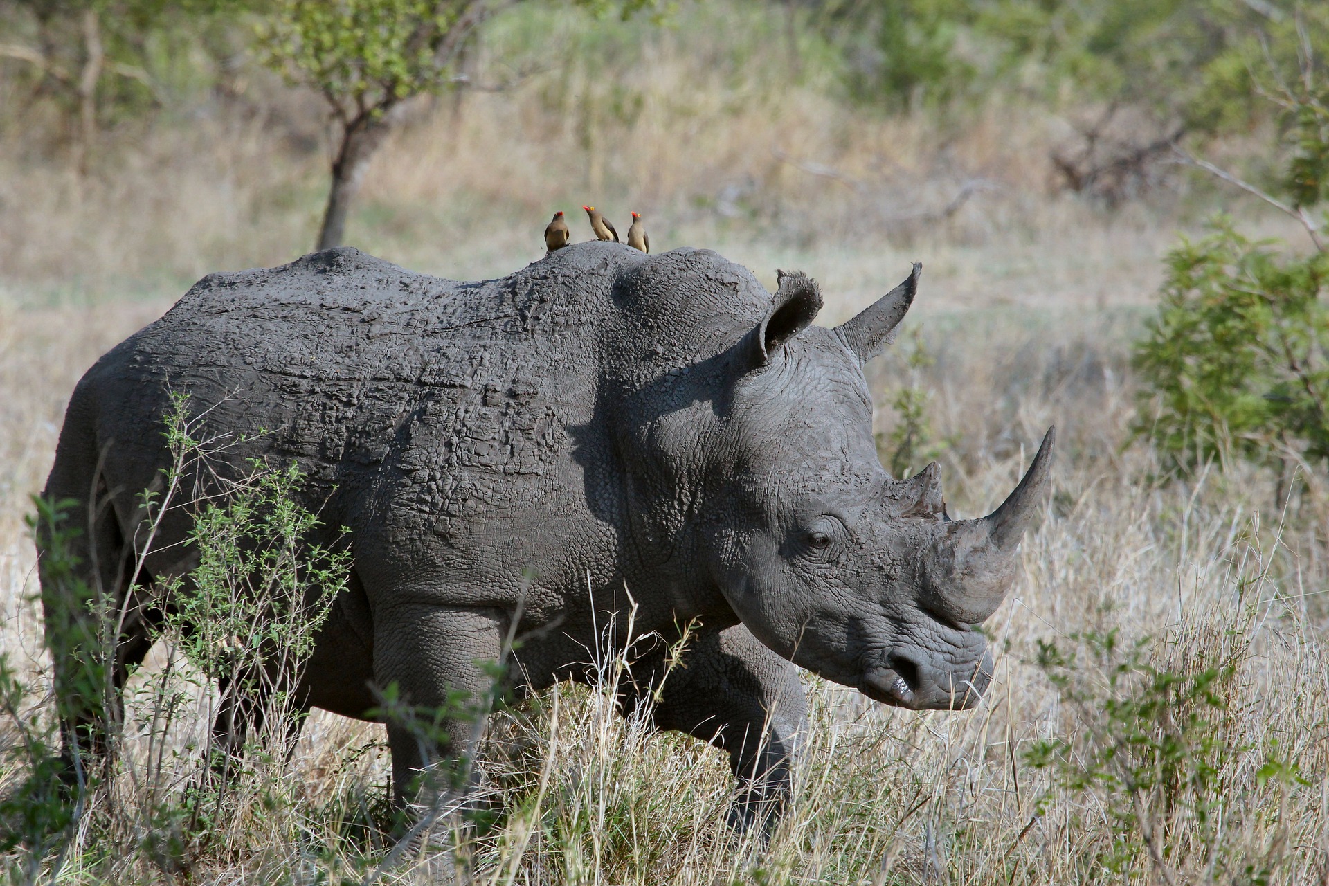 animal-1837164_1920