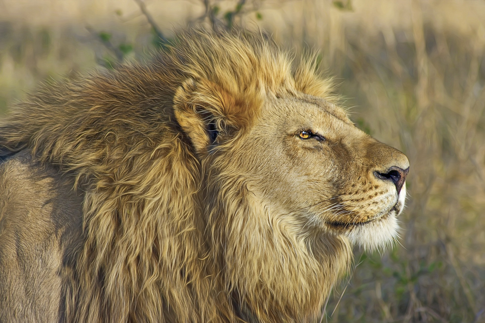 lion-515028_1920
