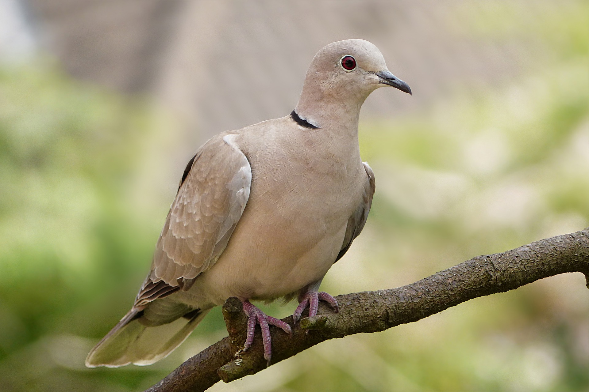 animal-g70b911d01_1920