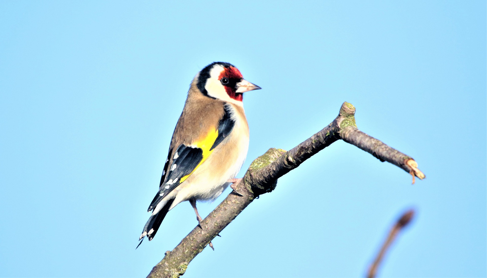 bird-g53dd71829_1920