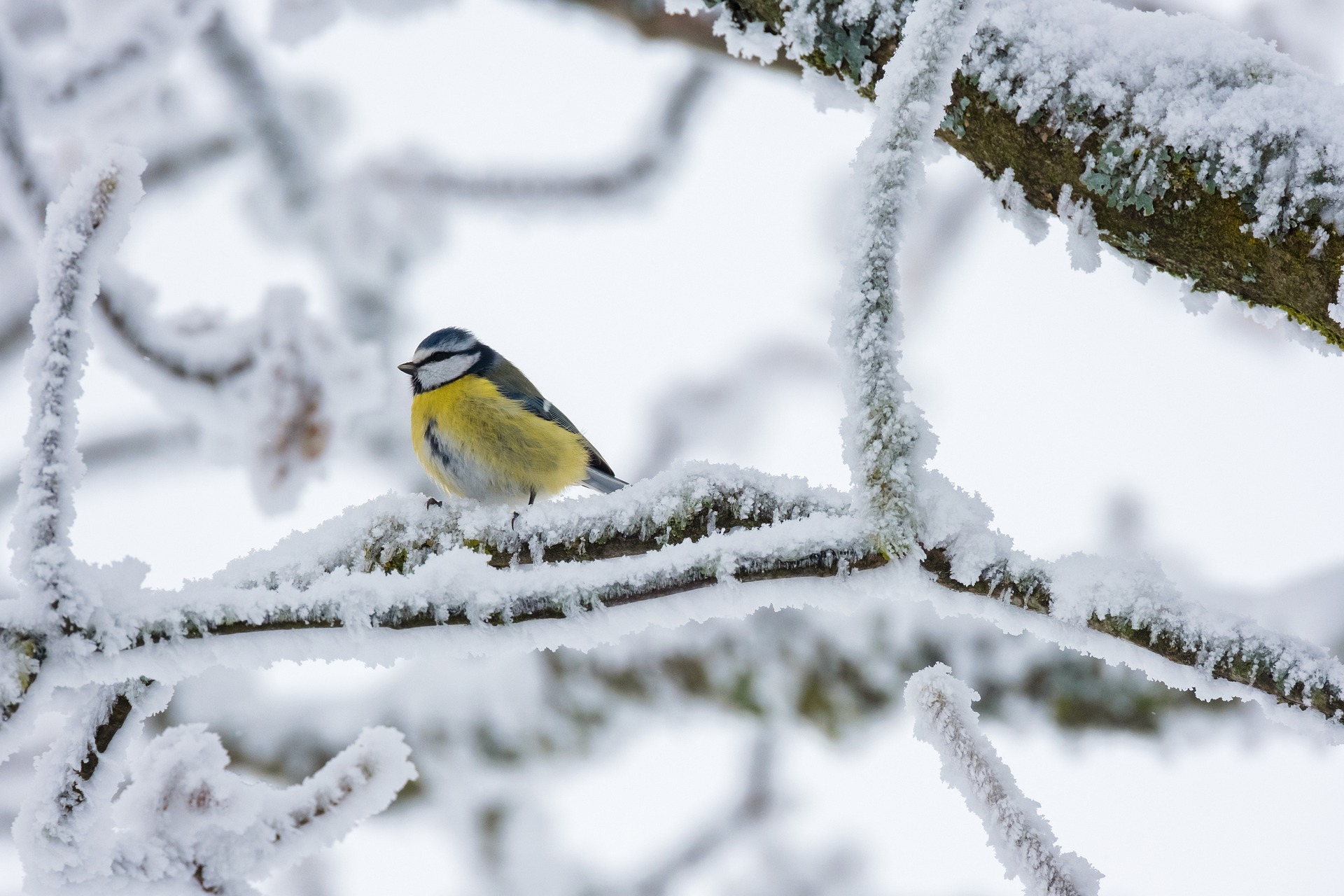 bird-g66f7693aa_1920