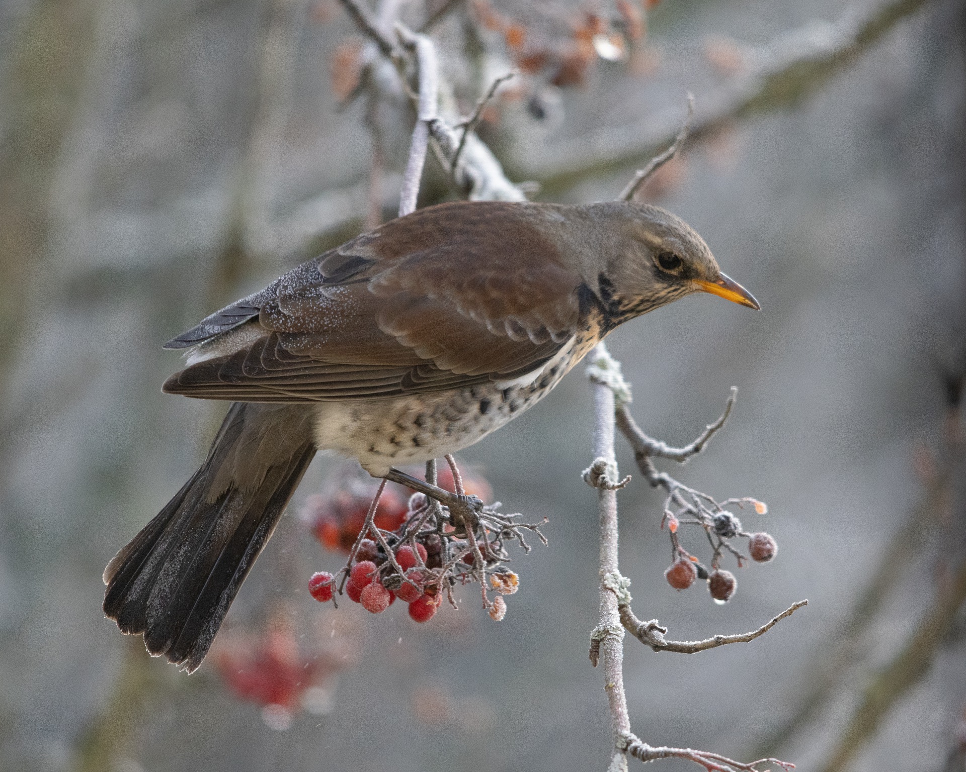 bird-gdbd053b1f_1920