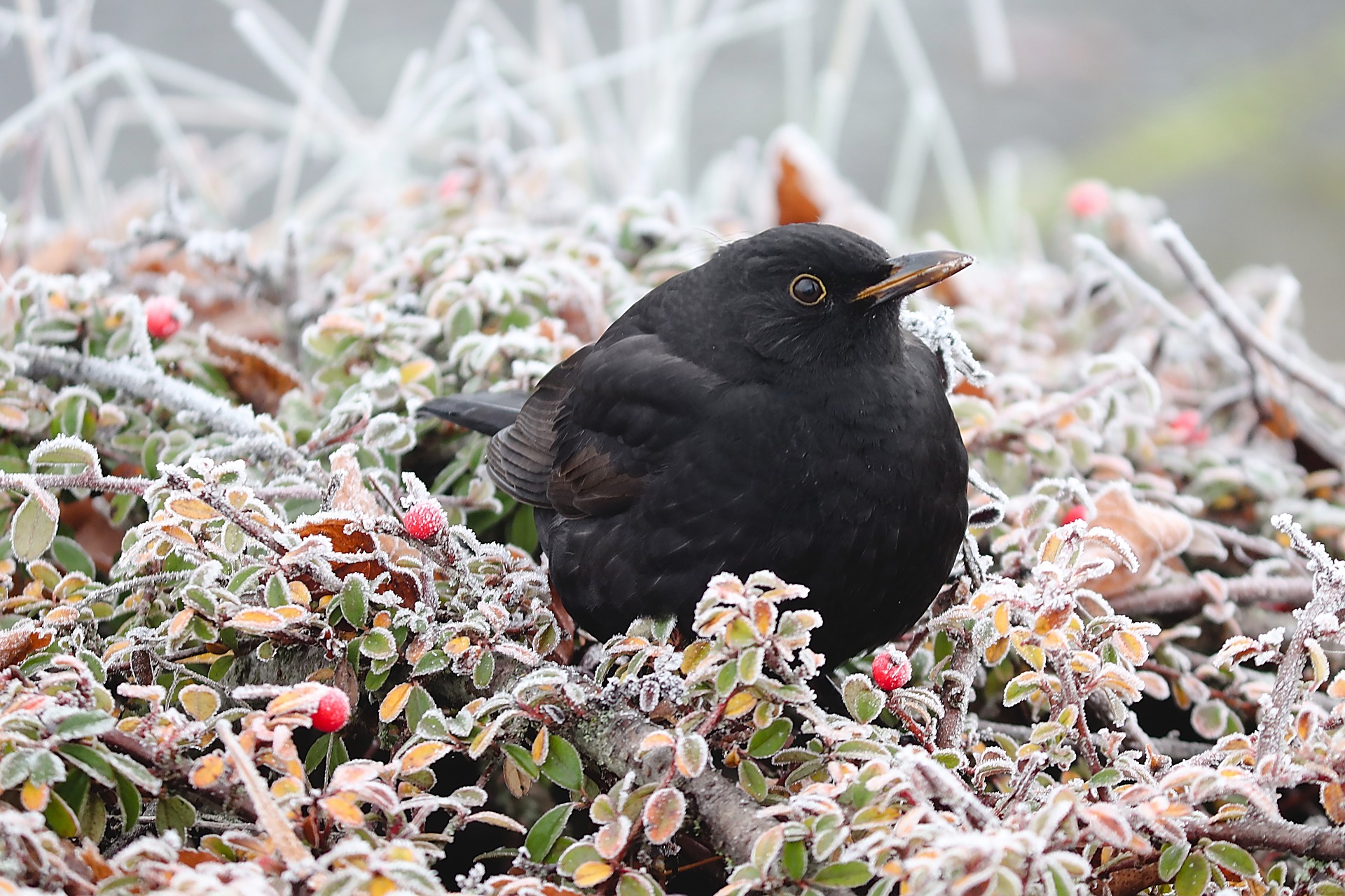 blackbird-g9f9ac4023_1920