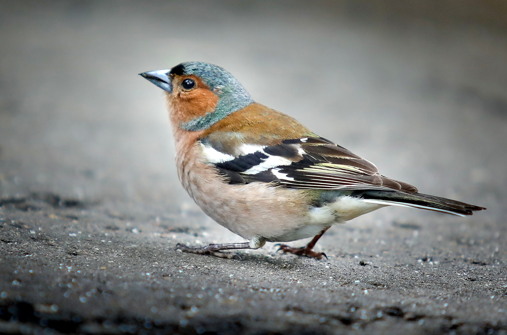chaffinch-g5a8660a4a_1920