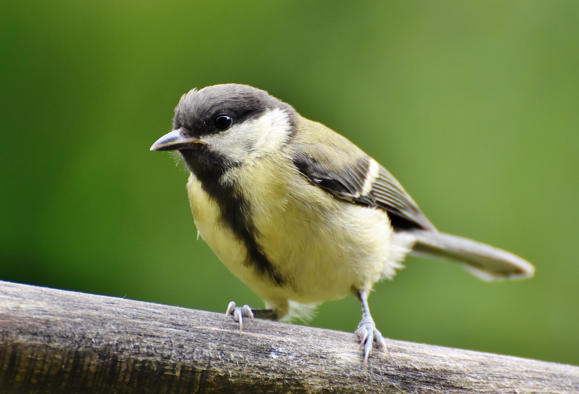 great-tit-g116c31ec4_1920