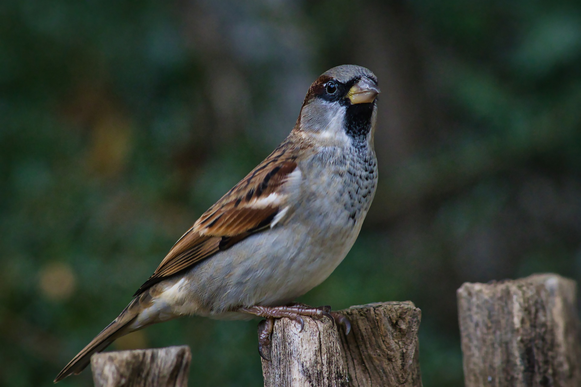 sparrow-g6143ef8f8_1920