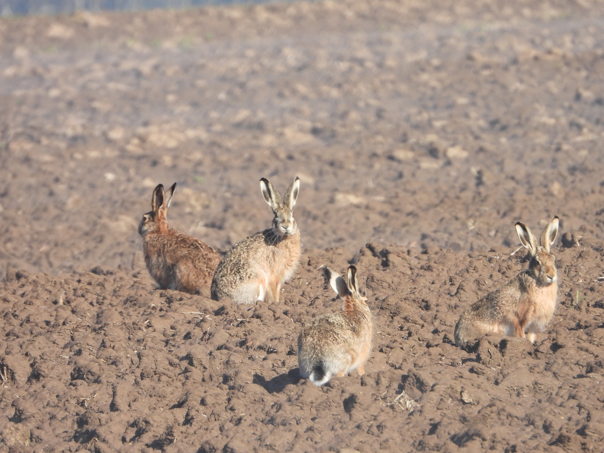 GAME CONSERVANCY DEUTSCHLAND E V visual data 4