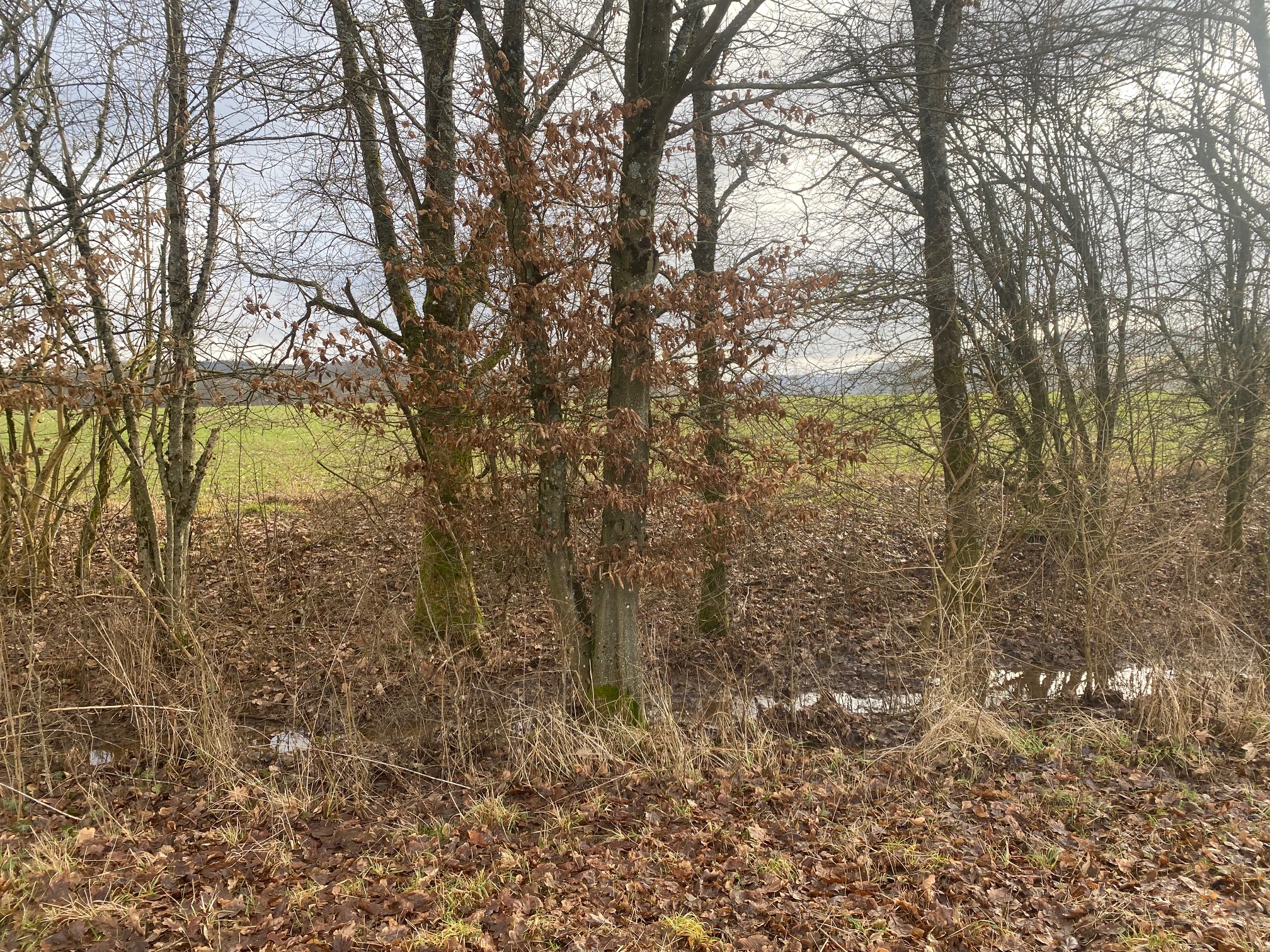 Abb1_ durchgewachsene Hecke