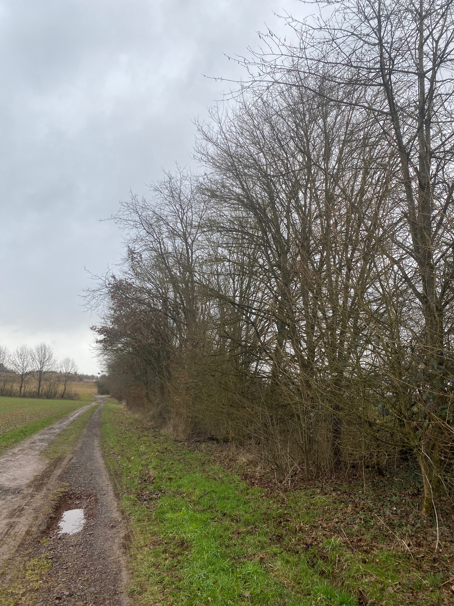 Abb2_ungepflegte Hecke