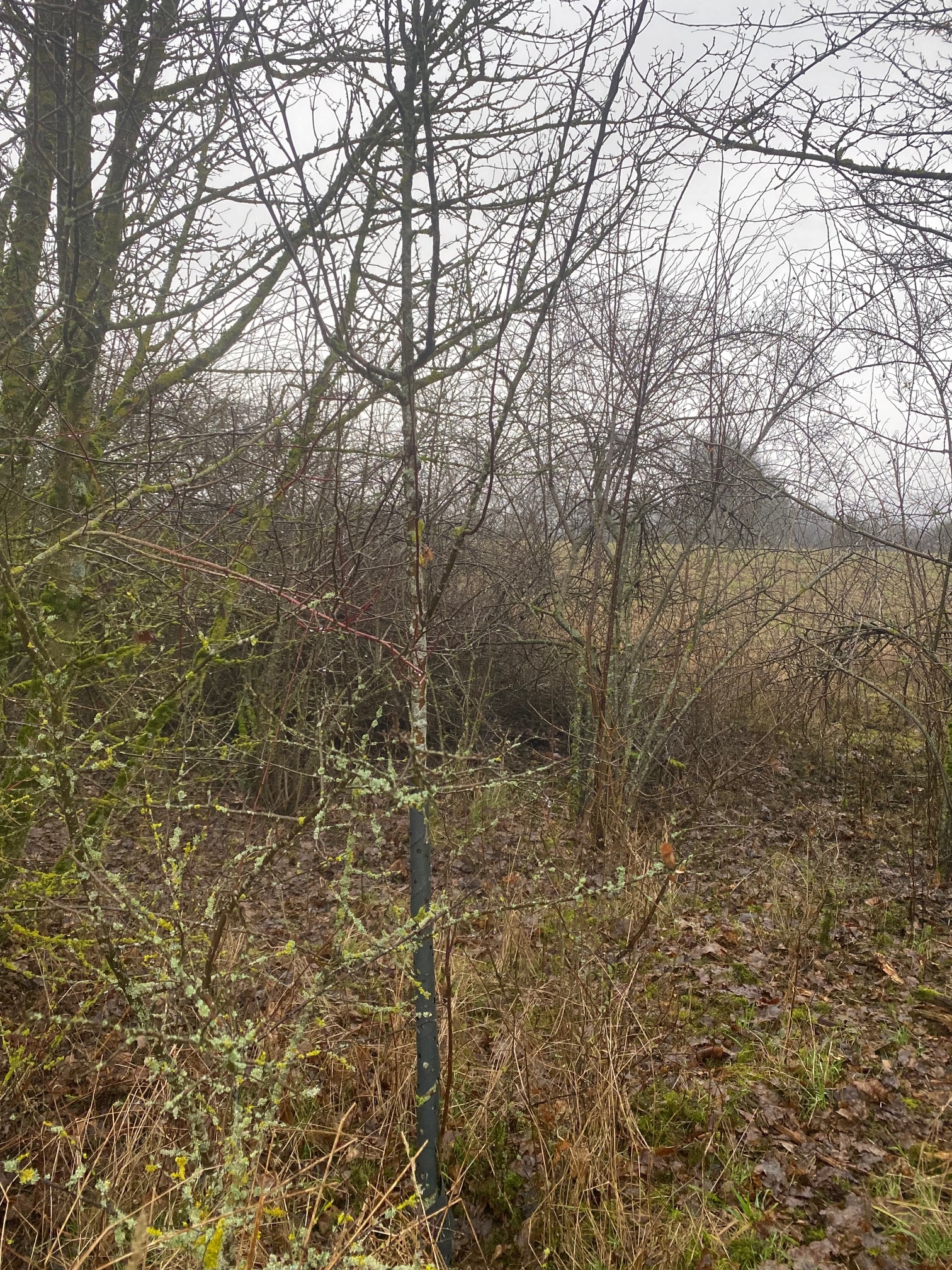 Abb8_Nachpflanzung Obstbaum